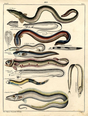 eels